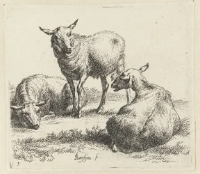 Seque as ovelhas Schapen (título da série) Animais desenhados à vida e impressos na água pelo ar forte pelo Studio and Art of Nicolai Berchem (título da série)
