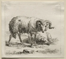 Carneiro e ovelha.