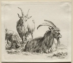 Três cabras.