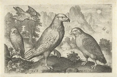 Águia e outras aves de rapina
Aves e insectos (título da série)