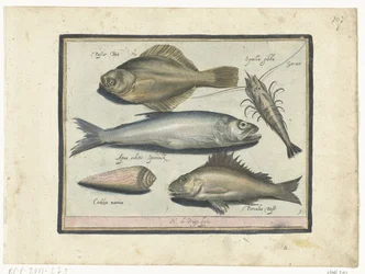 Solha-das-pedras, camarão, cheiro e pos
Libelivs varia Genera piscium complectens (título da série)
Peixes de água doce, peixes de mar, sapos, crustáceos e criaturas do mar (título da série)