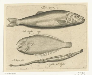 Arenque, linguado e peixe-cachimbo Libelivs diversos Genera piscium complectens (título da série) Peixes de água doce, peixes marinhos, sapos, crustáceos e criaturas marinhas (título da série)