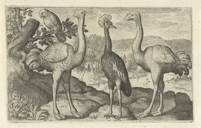 Gruta coroada entre duas avestruzes
Aves e insectos (título da série)