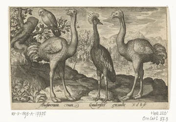 Gruta coroada entre duas avestruzes
Aves e insectos (título da série)
