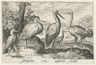 Cegonha, guindaste, garça e colhereiro
Aves e insectos (título da série)