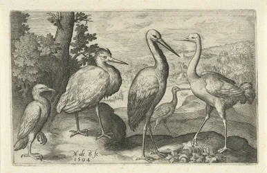 Cegonha, guindaste, garça e colhereiro
Aves e insectos (título da série)