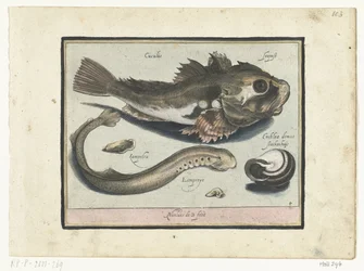 Gurnard, picada e concha de caracol
Libelivs varia Genera piscium complectens (título da série)
Peixes de água doce, peixes de mar, sapos, crustáceos e criaturas do mar (título da série)