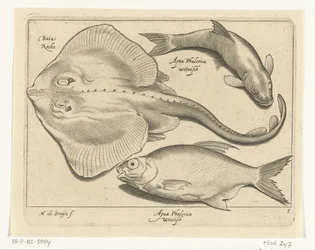 Raia, dourada e peixe branco
Libelivs varia Genera piscium complectens (título da série)
Peixes de água doce, peixes marinhos, sapos, crustáceos e criaturas do mar (título da série)