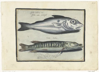 Haddock e lúcio Libelivs diversos Genera piscium complectens (título da série) Peixes de água doce, peixes marinhos, sapos, crustáceos e criaturas marinhas (título da série)