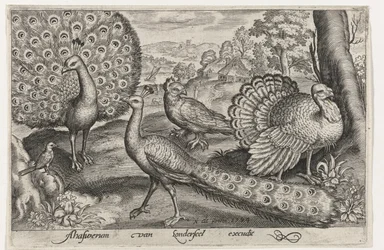 Dois pavões e um peru - Aves e insectos (título da série)