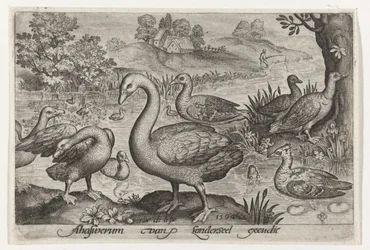 Cisnes, gansos e patos perto da água
Aves e insectos (título da série)