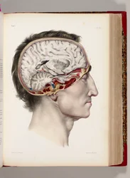 Litografia colorida à mão de uma cabeça dissecada em perfil mostrando o cérebro, de "Traite Complet of the Anatomie of l&39;Homme, Comprendre la Medicine Operatoire", 1831-54
