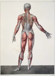 Anatomia do corpo humano, de &39;Traet Complet d&39;Anatomie de l&39;Homme&39; de Jean-Baptiste Marc Bourgery (1797-1849) gravado por Bernard, Paris, 1831