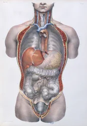 Órgãos internos, placa de "Traço Completo da Anatomia do Homem", de Jean-Baptiste Marc Bourgery (1797-1849) 1866-67