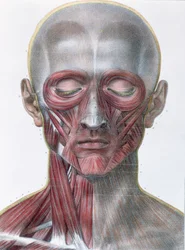 Musculatura do rosto, prato do "Tratado Completo sobre a Anatomia do Homem", de Jean-Baptiste Marc Bourgery (1797-1849) 1866-67