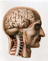 O Cérebro, placa de "Traço Completo da Anatomia do Homem", de Jean-Baptiste Marc Bourgery (1797-1849) 1866-67