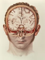 O Cérebro, prato do Tratado Completo da Anatomia do Homem por Jean-Baptiste Marc Bourgery (1797-1849) 1866-67