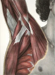 The Shoulder and Axilla, de 