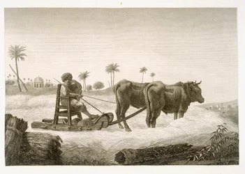 Colheita de Milho, do Volume II Artes e Ofícios da &39;Descrição do Egito&39;, pub. sob as ordens de Napoleão, 1822