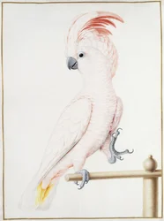 Cacatua do Major Mitchell