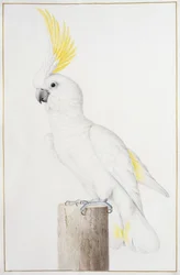 Cacatua-de-crista-amarela