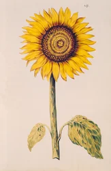 Girassol ou Helianthus, de &39;La Guirlande de Julie&39;, c.1642 (wc em velino)