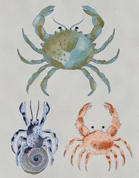 Caranguejos do oceano - Aquarela