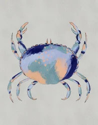 Caranguejo-azul-sereno