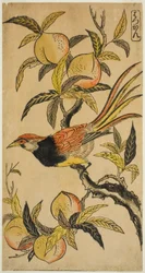 Faisão Prateado (Hakkan)