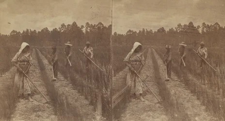Arroz de capina, 1876-1888.