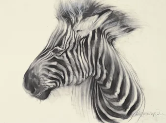 Zebra bebé, 2000 (carvão sobre papel)