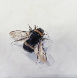 Bombus terrestris 11 (acrílico sobre madeira revestida a gesso)