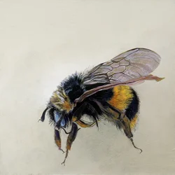 Bombus terrestris 1 (b), 2008 (acrílico sobre madeira)
