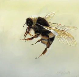 Bombus terrestris 4, 2011 (acrílico sobre madeira)