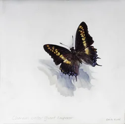 Charaxes castor, imperador gigante, 2014 (acrílico sobre madeira revestida a gesso)