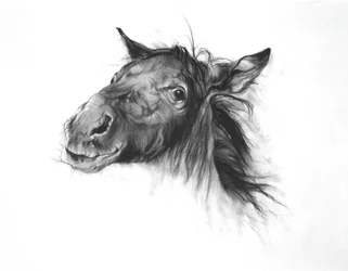 Colt, 2002 (carvão sobre papel Fabriano)