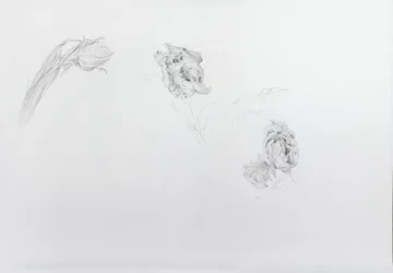 Estella rijnveld 1, 2013 (lápis sobre papel de cartucho)