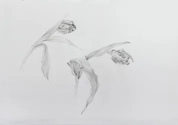 Estella rijnveld 2, 2017 (lápis sobre papel de cartucho)