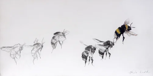 Padrão de voo, 2014 (lápis, acrílico sobre madeira revestida a gesso)