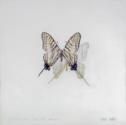 Graphium (Pazala) eurosus, 2014 (acrílico sobre madeira revestida a gesso)