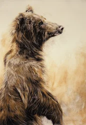 Grizzly Bear 2, 2002 (lápis de carvão, carvão e giz)
