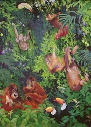 Orangotangos e tucanos