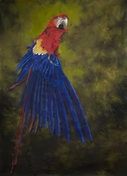 Arara-vermelha 2, 2009 (acrílico sobre linho)