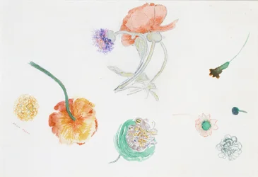Esboço de flores