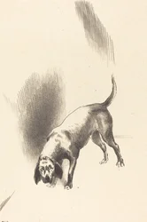O cachorro