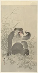 Macaco com insecto