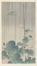 Begonia à chuva