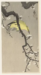 Oriole chinês em ramo de flor de ameixa