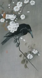 Corvo num ramo de Cerejeira em Flor
