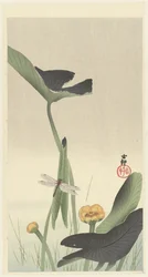 Libélula e flor de lótus, c.1900-30 (xilogravura a cores)